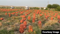 O‘zbekistonlik dehqonlar bu yil piyozga xaridor yo‘qligi sababli bankrot bo‘lmoqda