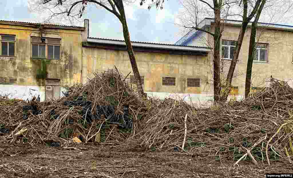 Последствия недавнего древопада в результате штормовых ветров в Симферополе.