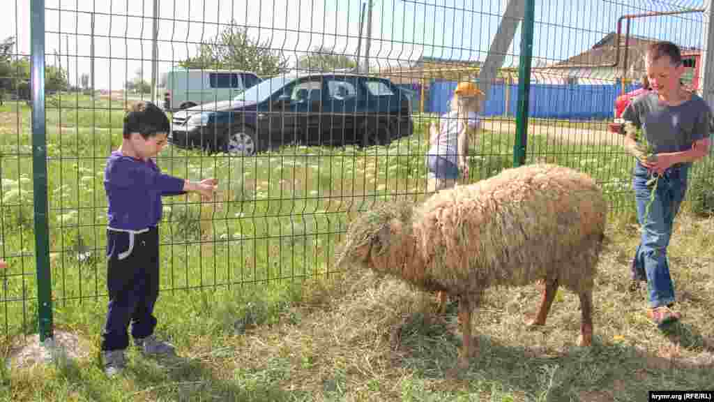 В ходе мероприятий состоялись соревнования по крымскотатарской борьбе куреш, а победителю достался баран. С ним играла пришедшая на праздник детвора