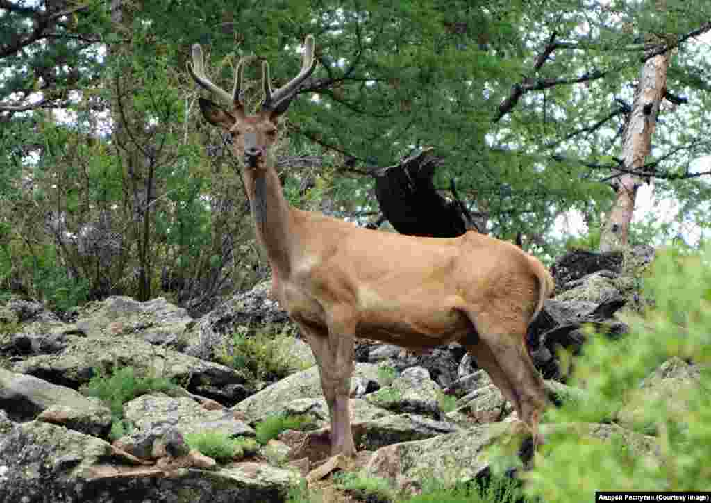 Wildlife Photos Siberia