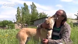 «С первого взгляда я решил: какая геройская собака!» (видео)