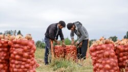 Блогерлар деновлик деҳқонларнинг "ўт кетаёзган уйини ўчиришга" ҳисса қўшди