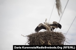 Аисты в селе Спасовка