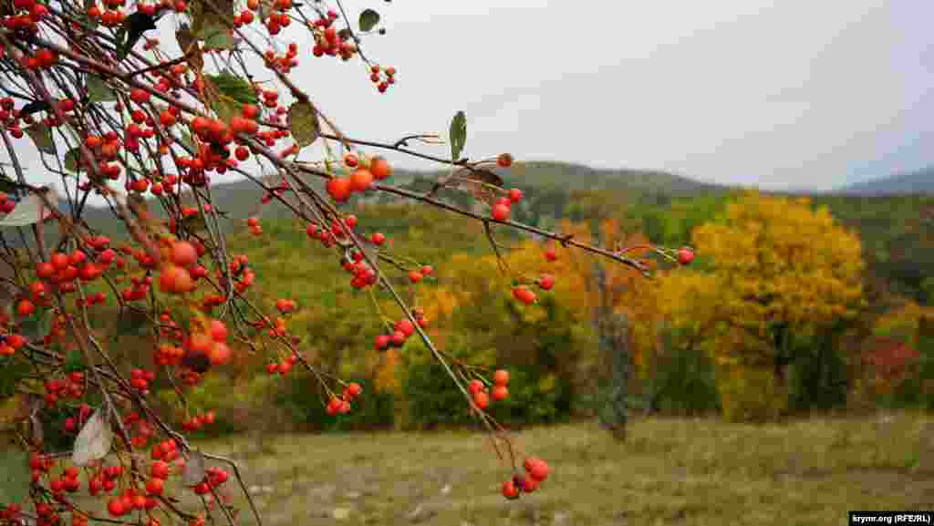 Спелый крымский боярышник